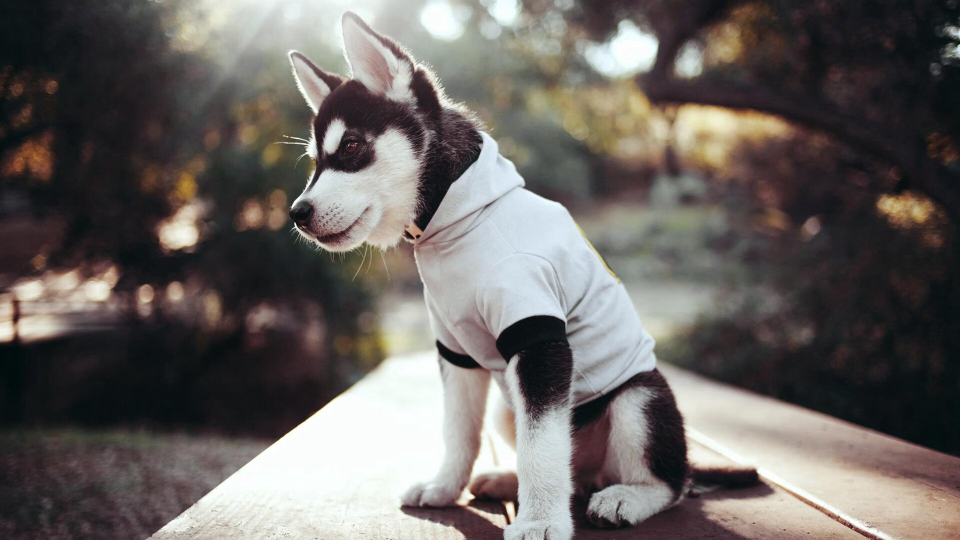 开云sport-金色皮球的两次飞行，从凤凰城绝杀到世界篮坛新王的登基