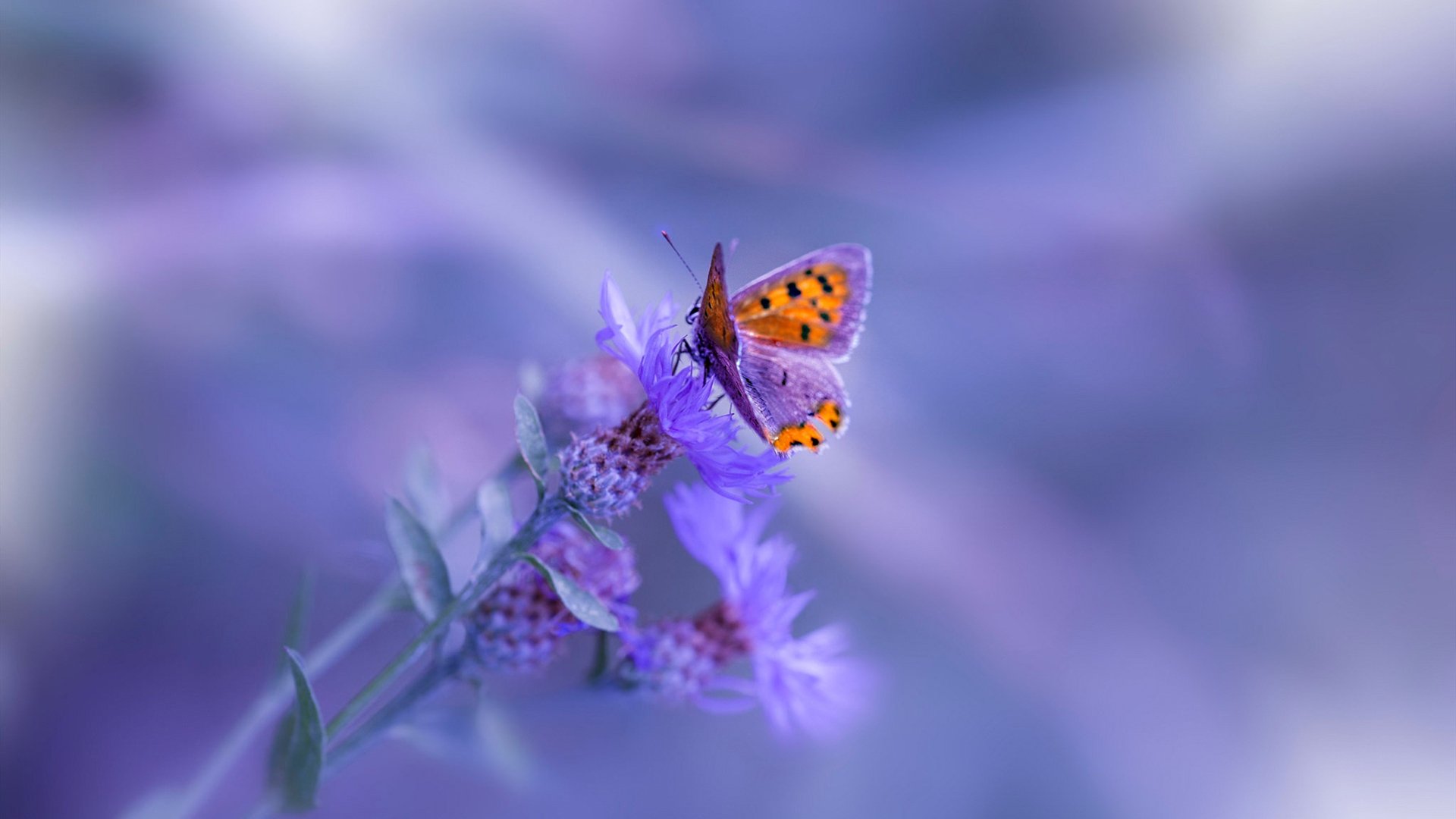 开云体育在线-虚构赛场，真实火花，班凯罗率魔术化身勇士，火力全开力压辽宁