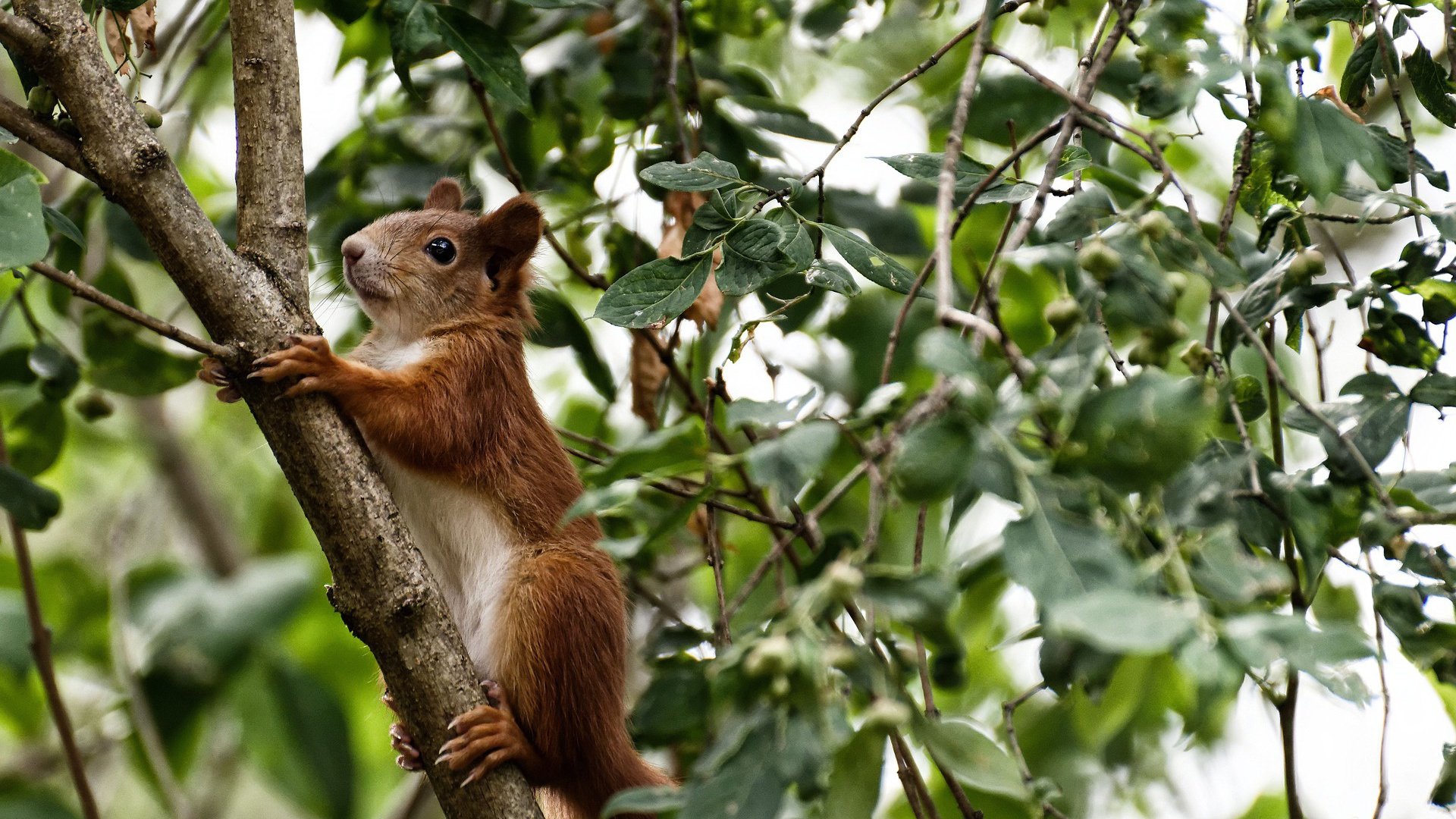 当音符驯服爪牙,文班亚马的降维打击与爵士的节奏诡术