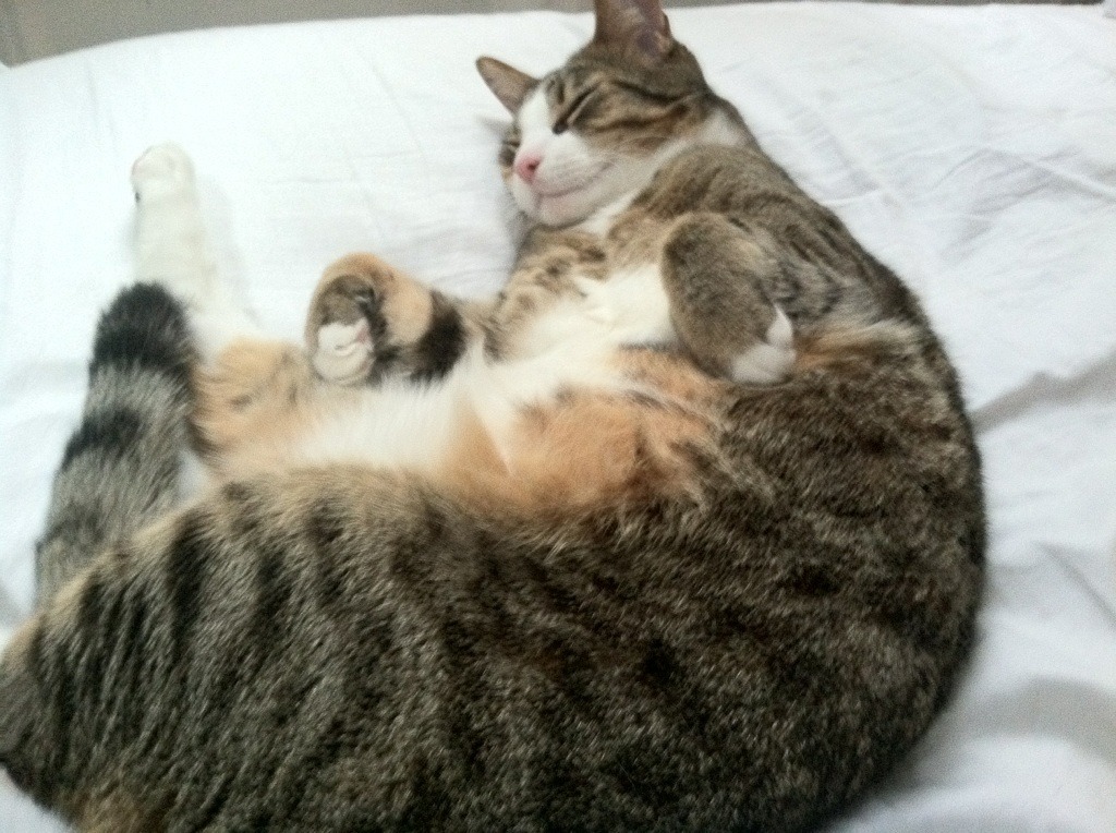 字母哥，编织胜负