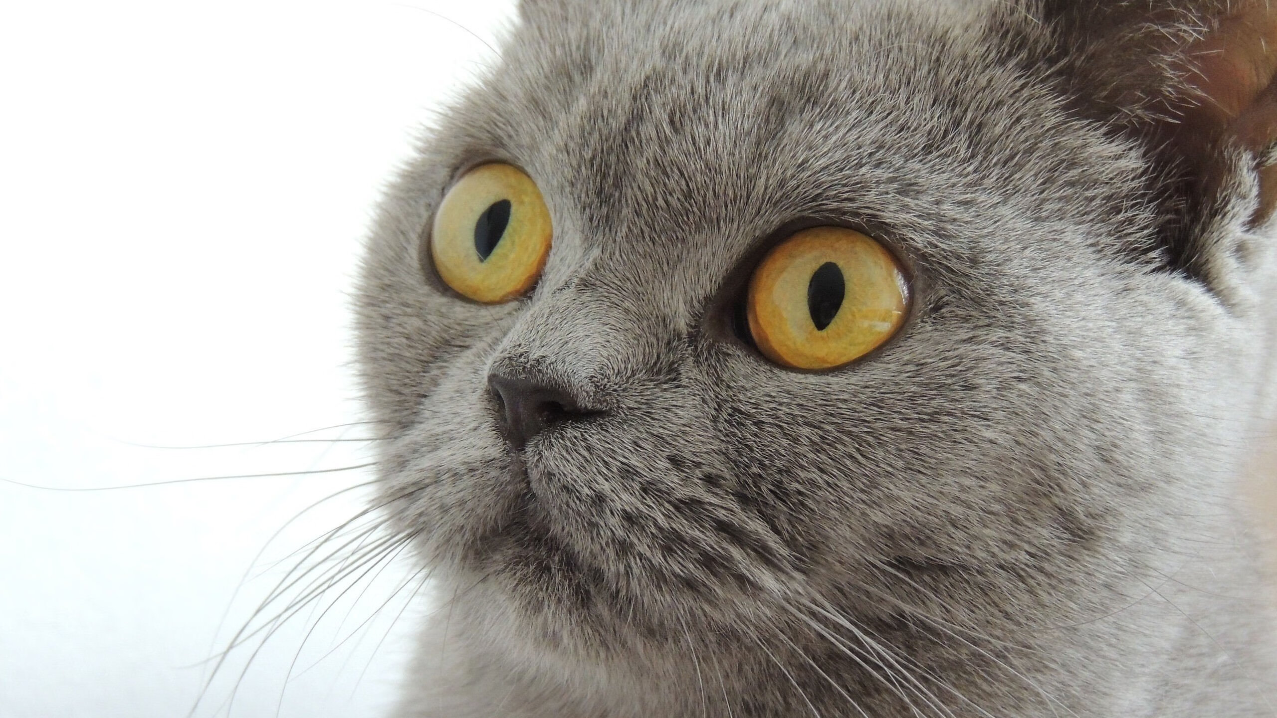 开云体育在线-世界杯之夜，保罗的最后一舞，他用数据统治了世界，却忘了自己是台机器