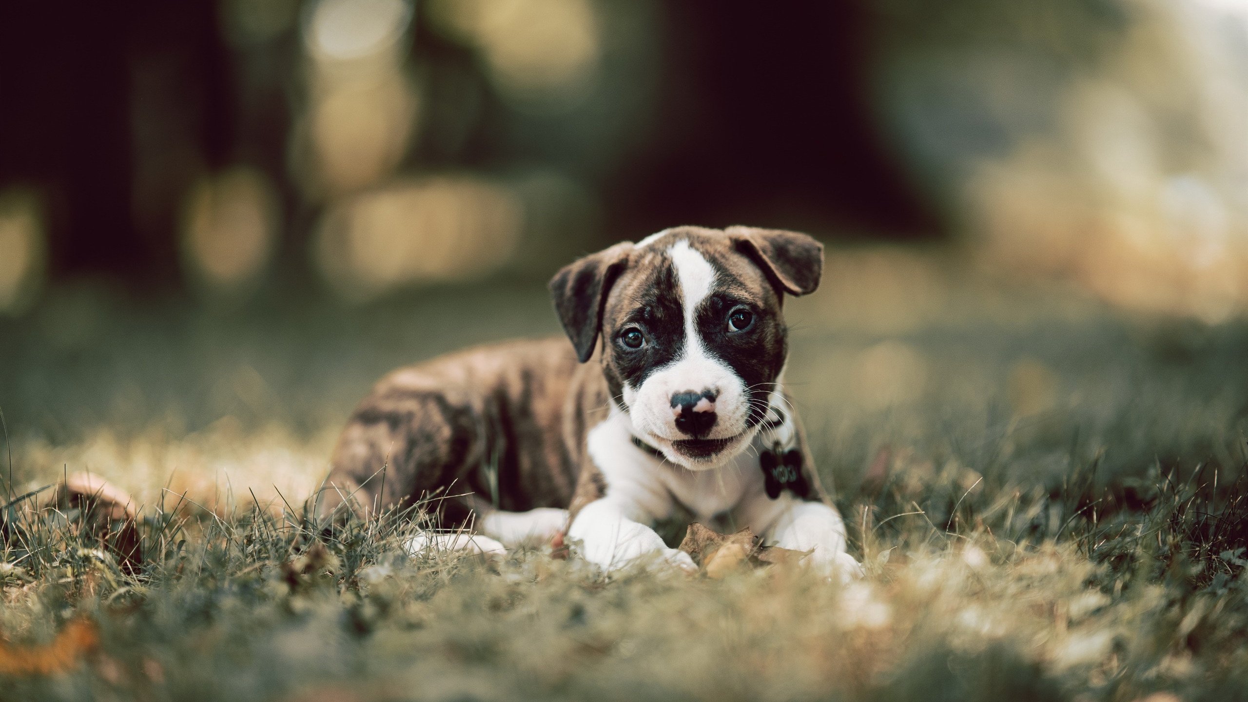 蛇链相搏,那不勒斯的铁幕与迪马利亚的刀锋