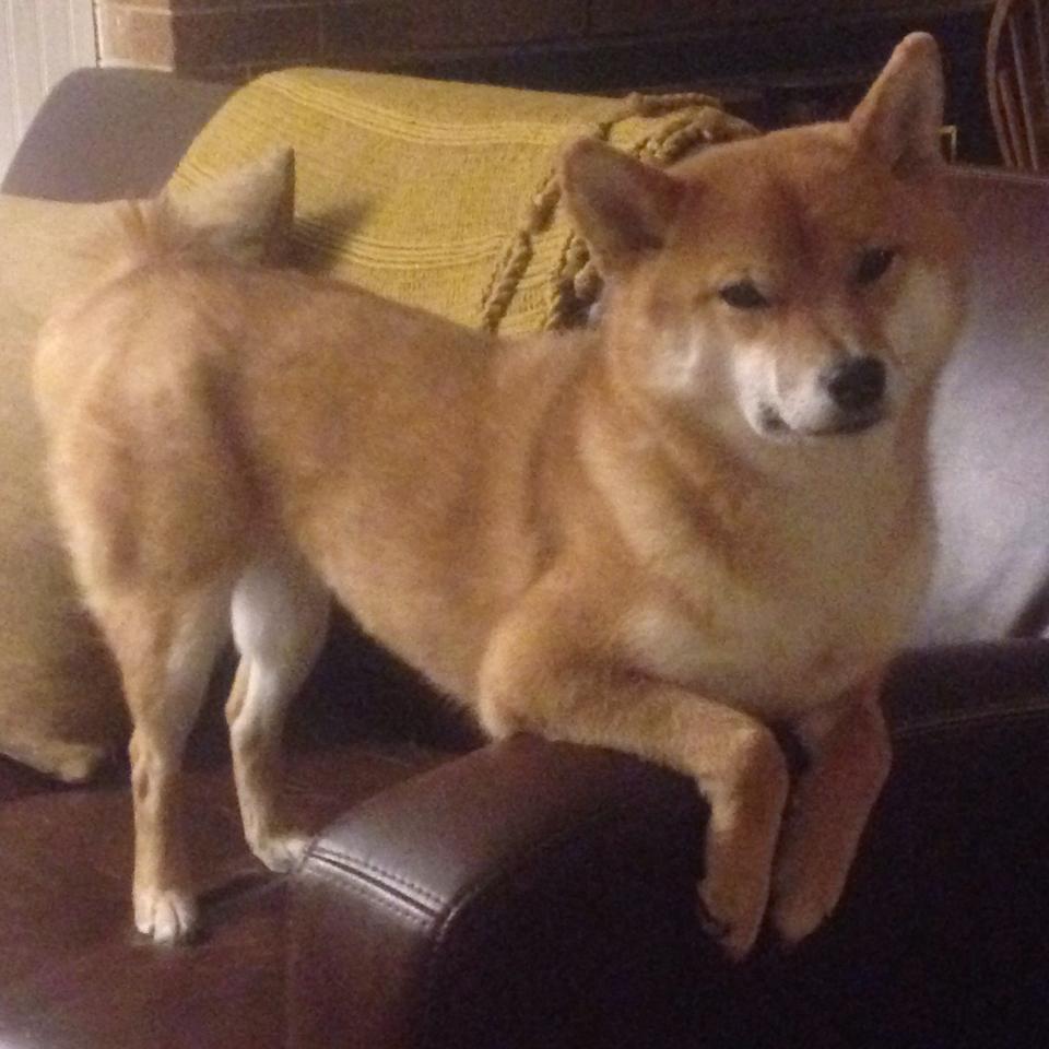 圣西罗神话之夜，洪都拉斯中北美神秘之师3-2力克国际米兰，伊布神锋救主