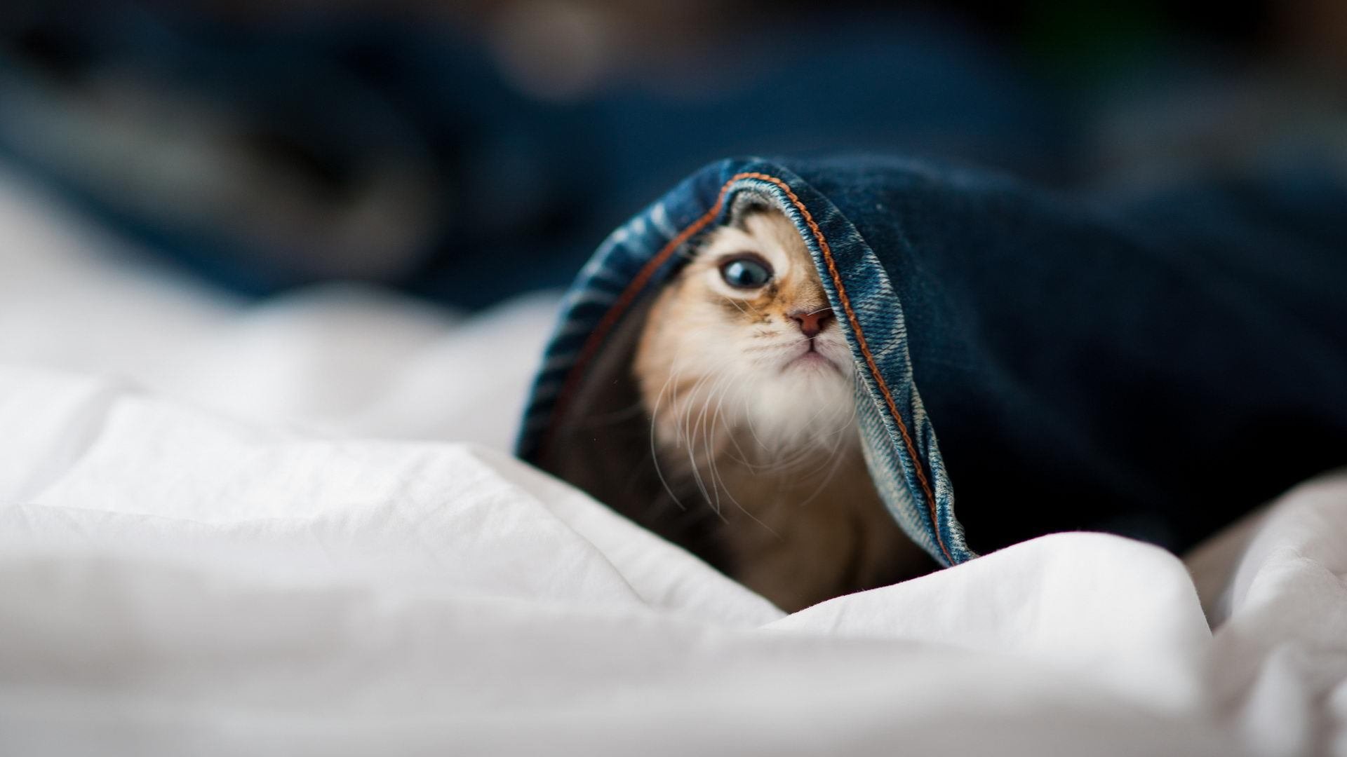 绿茵与硬木的战术交响曲，论拜仁多特争冠与尼克斯太阳之战的内在共鸣