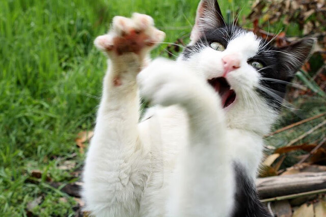 北欧风暴与钢铁防线，斯通斯的个人英雄与芬兰的团队交响曲