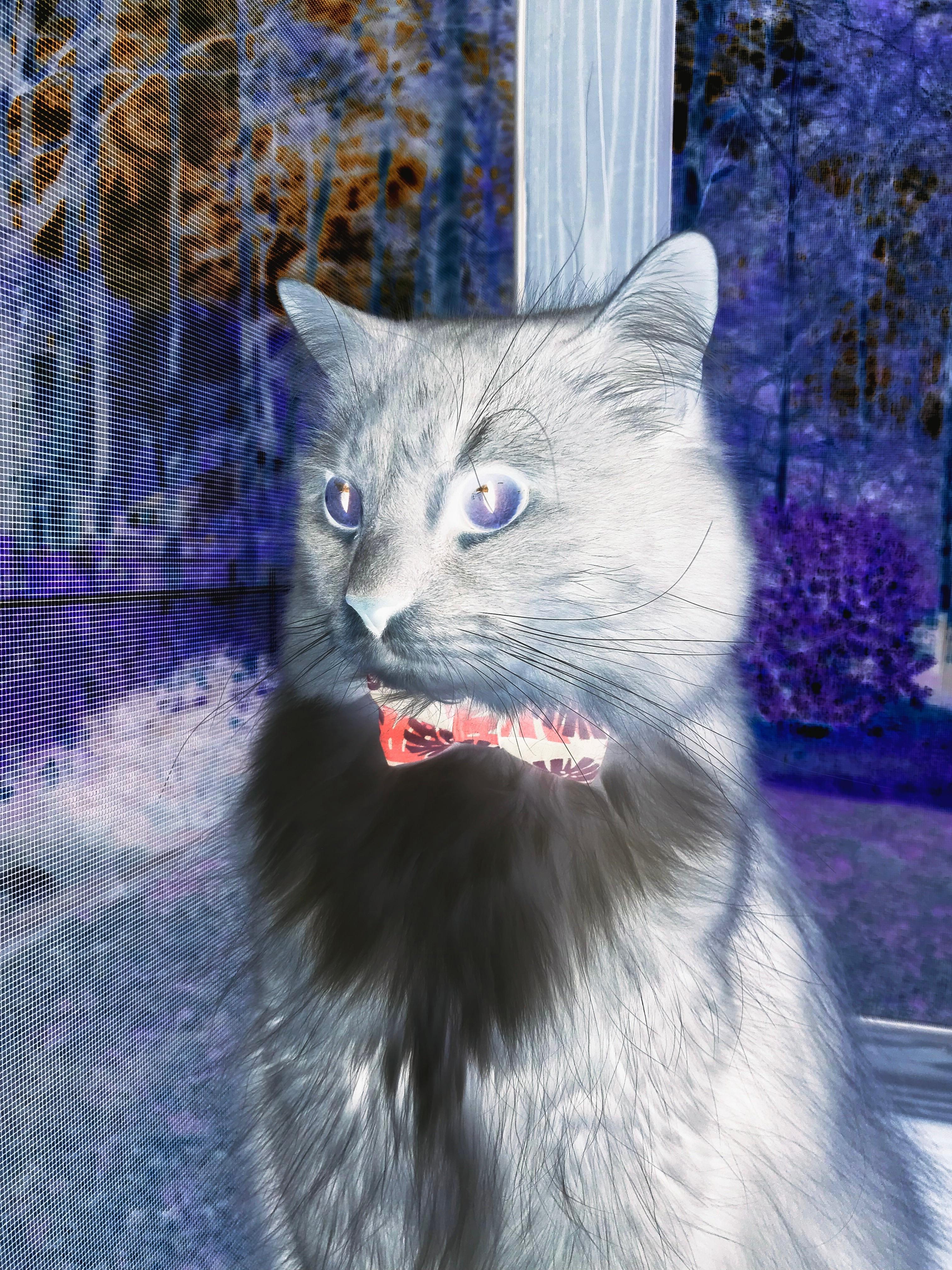 开云体育-佩德里，无惧风暴的精密仪器—勒沃库森对阵苏格兰中的稳定之锚