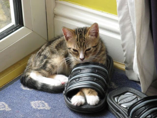 一个人的战争,一支队的胜利,阿克统治全场,伊朗决胜局带走加拿大