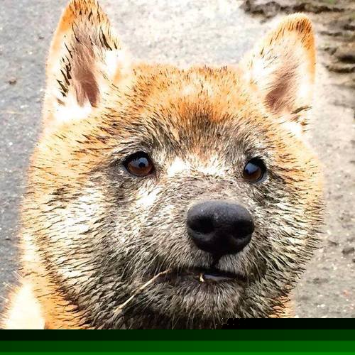 秩序粉碎者，F1揭幕战之夜，范弗利特如何让天才沦为囚徒