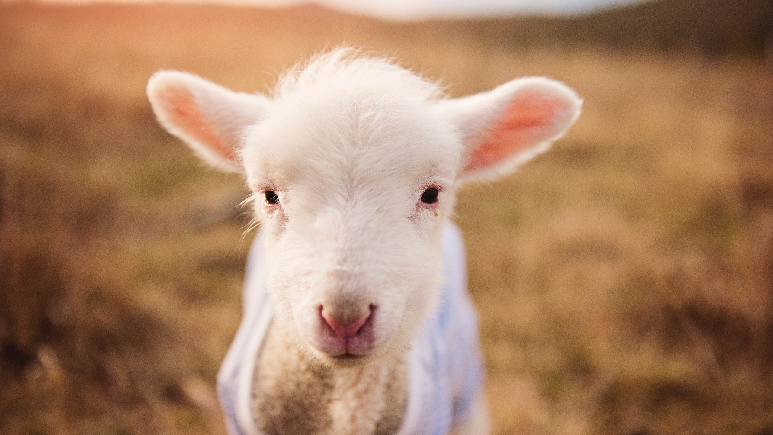 开云sport-德罗赞用古典名剑斩落太阳，当雷霆的青春风暴撞上中距离答案