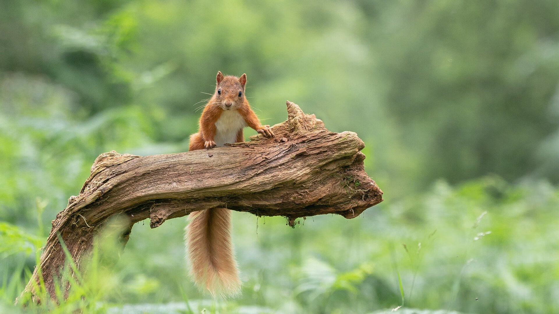 开云体育入口-节奏与防守的艺术，利物浦掌控西班牙，皮克演绎教科书