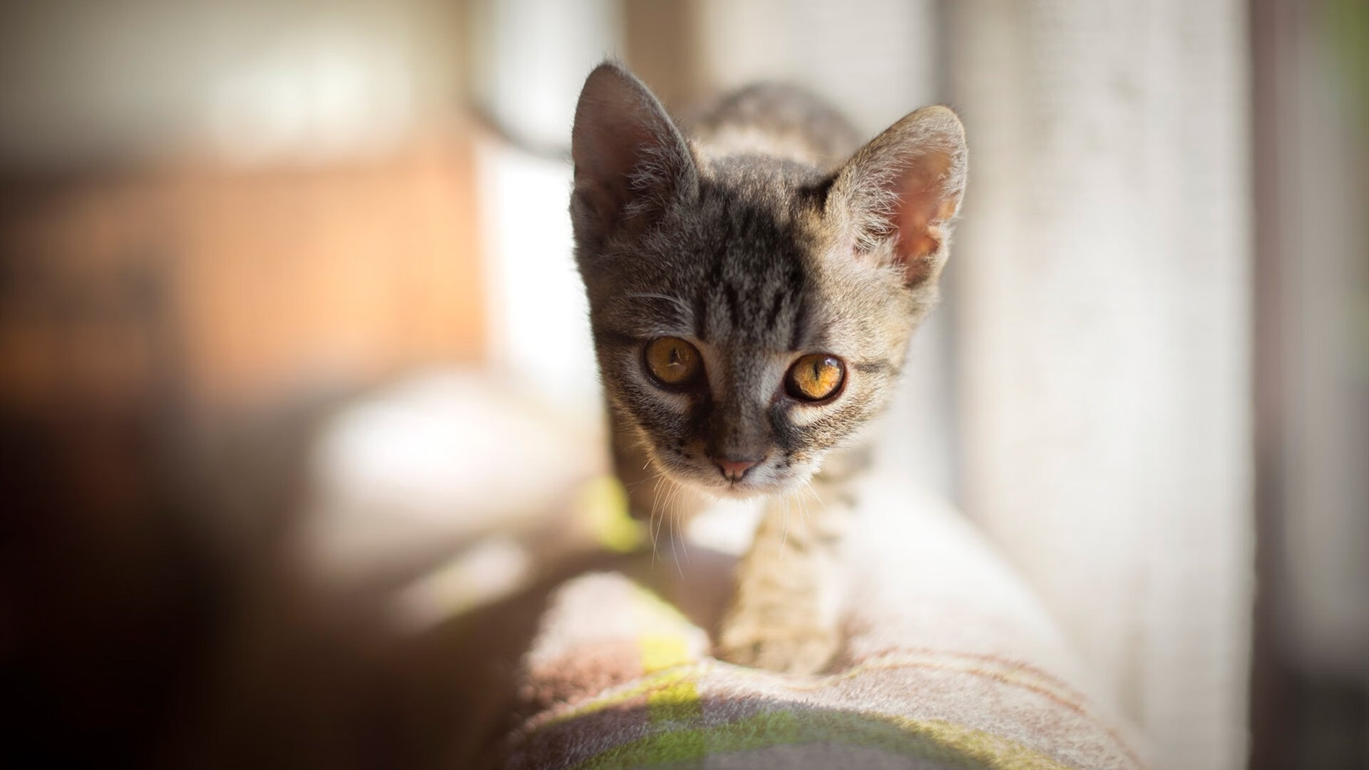 开云体育登录-新王当立？血脉贲张对决夜，哈利伯顿惊艳四座令勇士主场失声