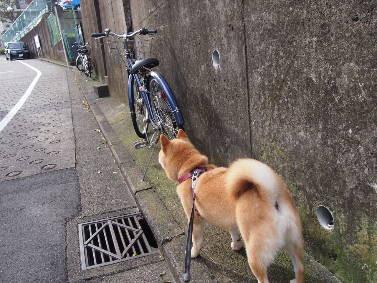 2026世界杯A组,当波斯铁骑碾过加勒比海盗,苏亚雷斯用最后的狂飙写下唯一的神谕